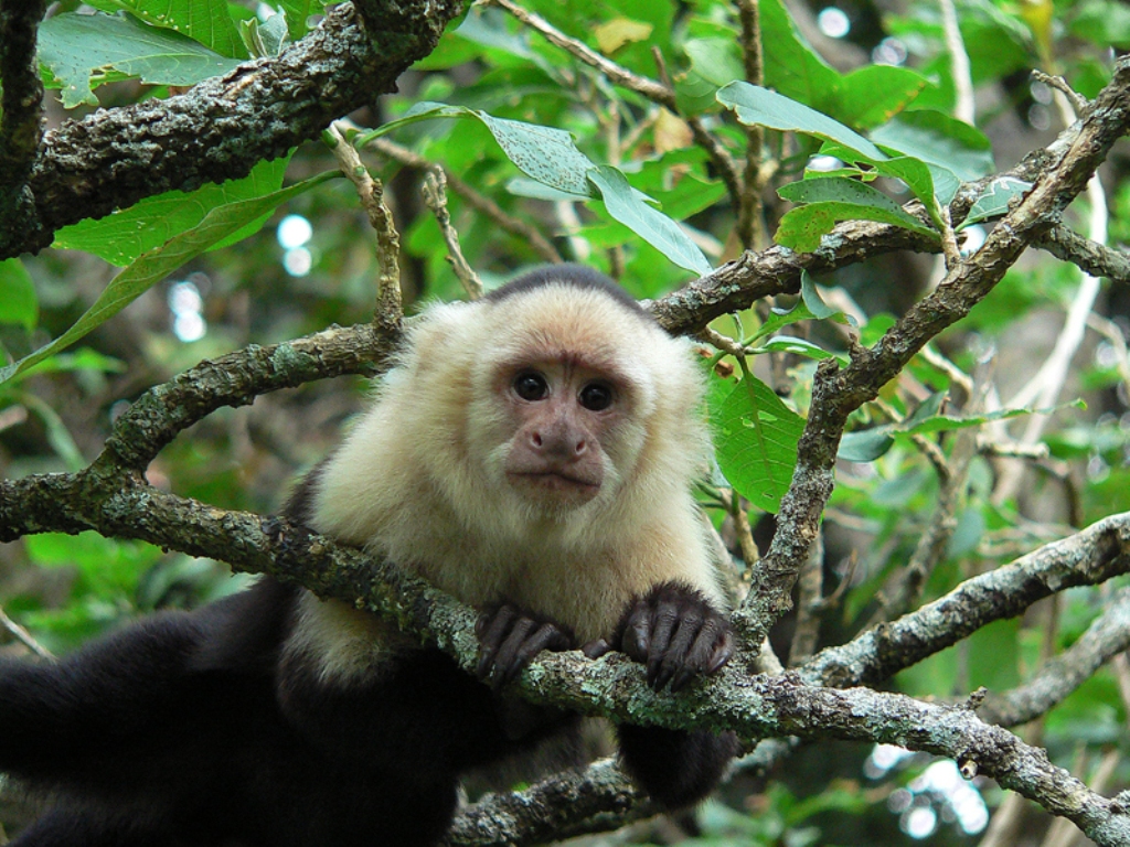 Costa Rica white face Monkey