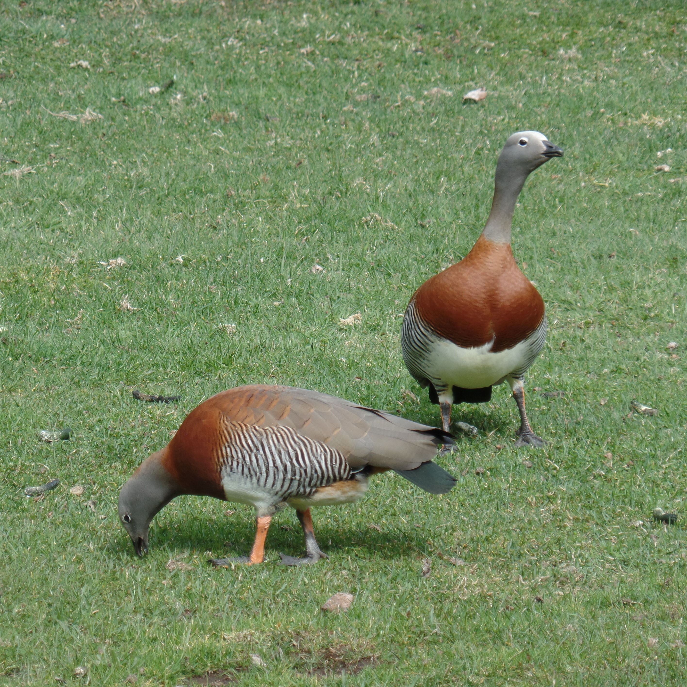 Ashy Headed Geese-common in Argentina's Lake District and Patagonia