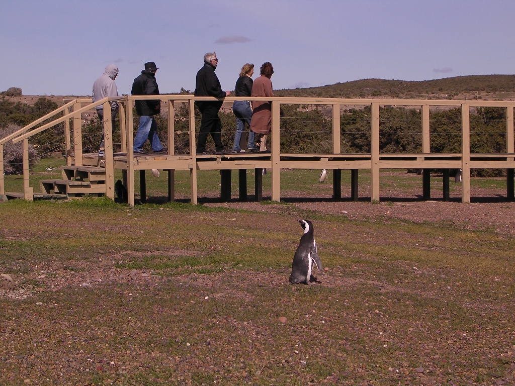 Punta Tombo Penguin Colony, Valdes Peninsula, Argentina