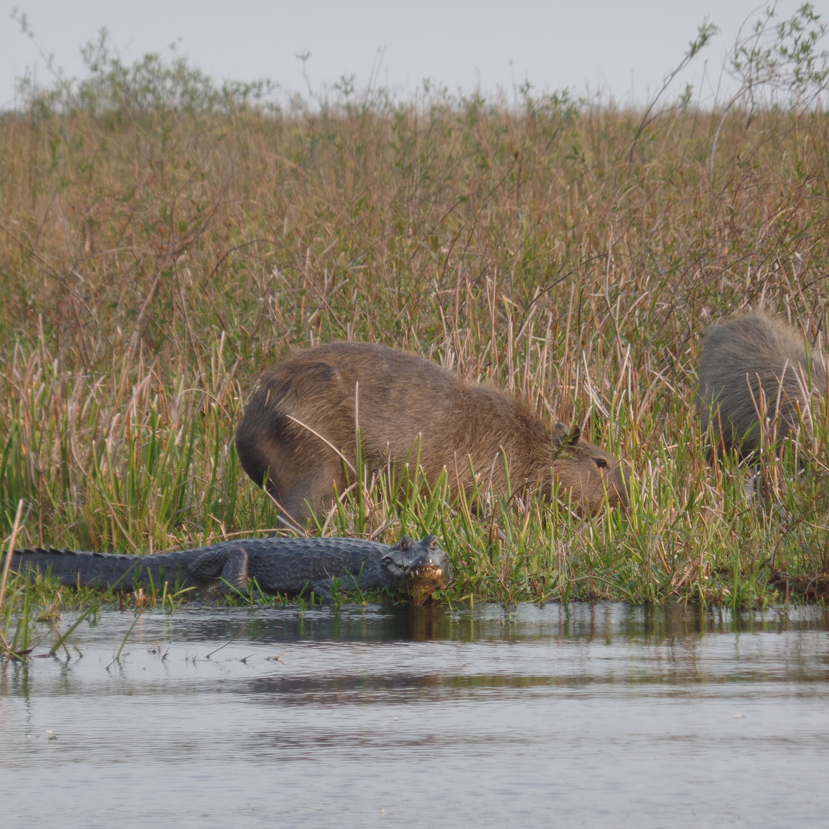 Capybara and Caiman in Ibera Wetlands of Argentina