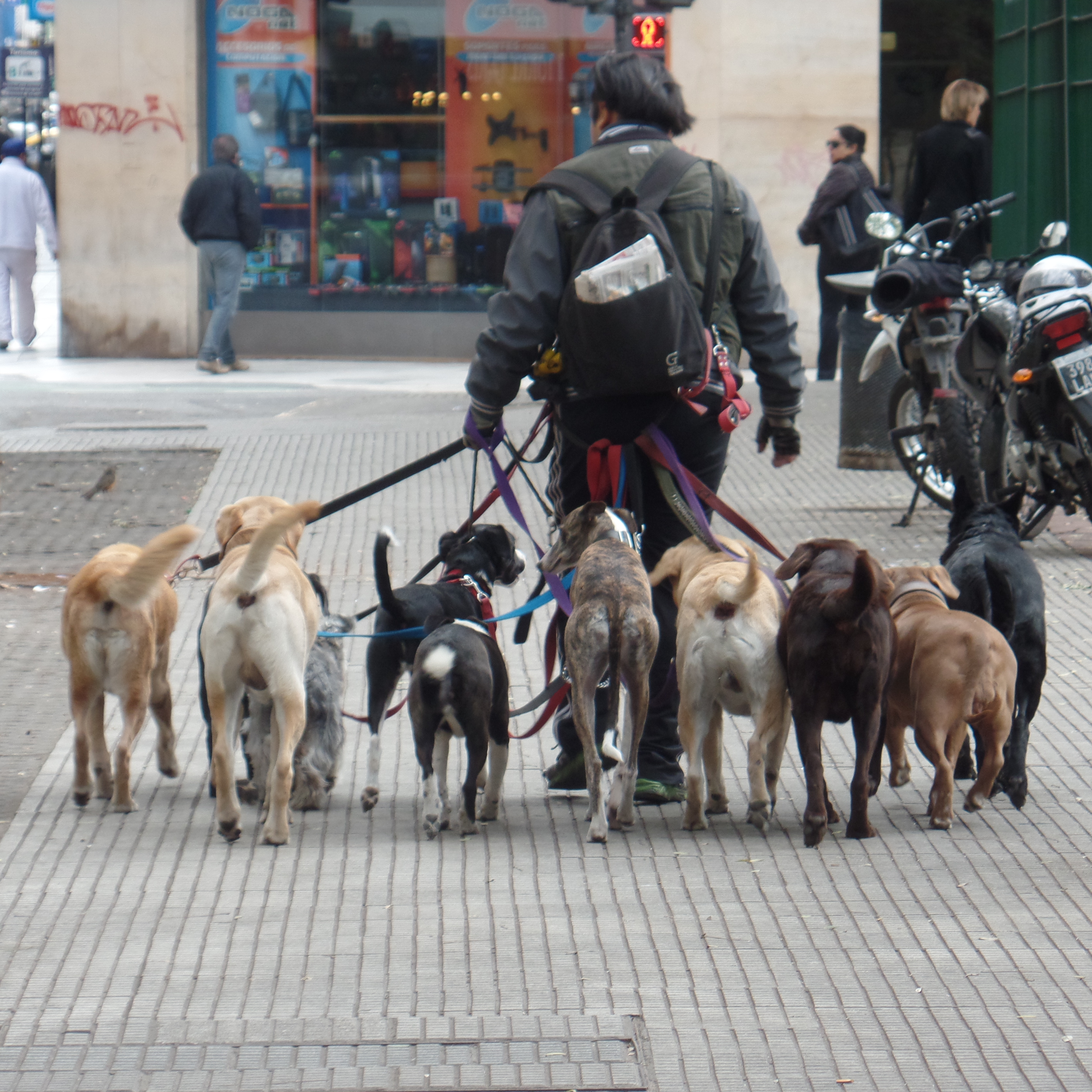 Dog Walkers in Buenos Aires, Argentina