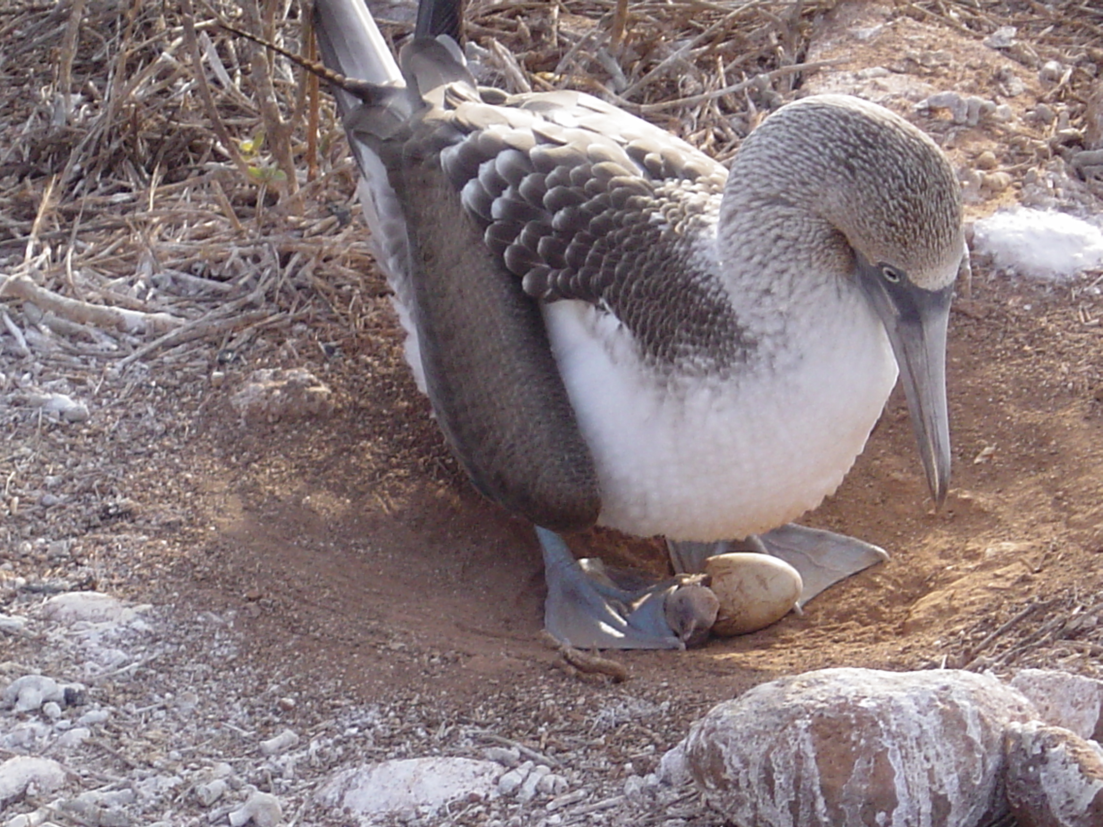 Galapagos Islands-Nesting Blue Footed Booby
