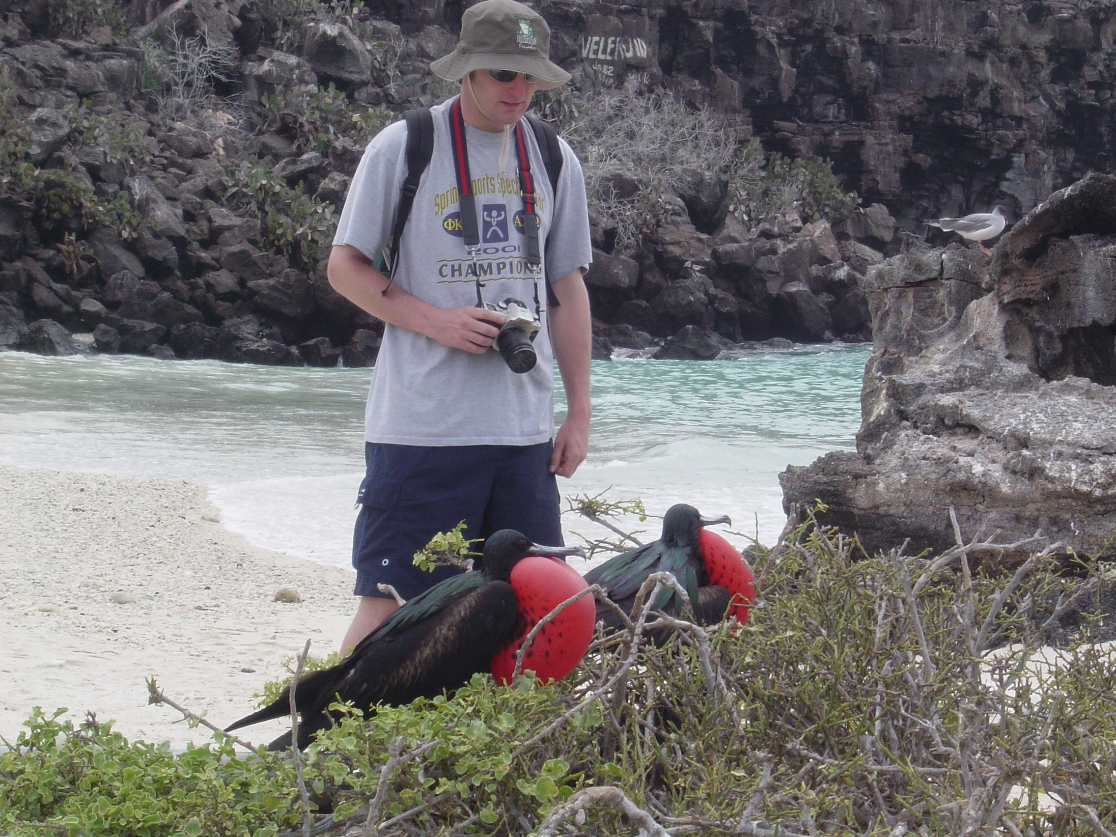 Galapagos Islands-Frigate Bird pair
