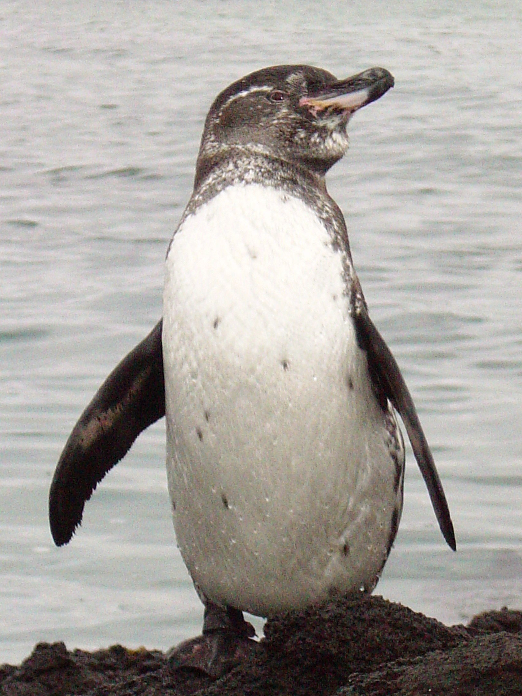 Galapagos Islands-Galapagos Penguin