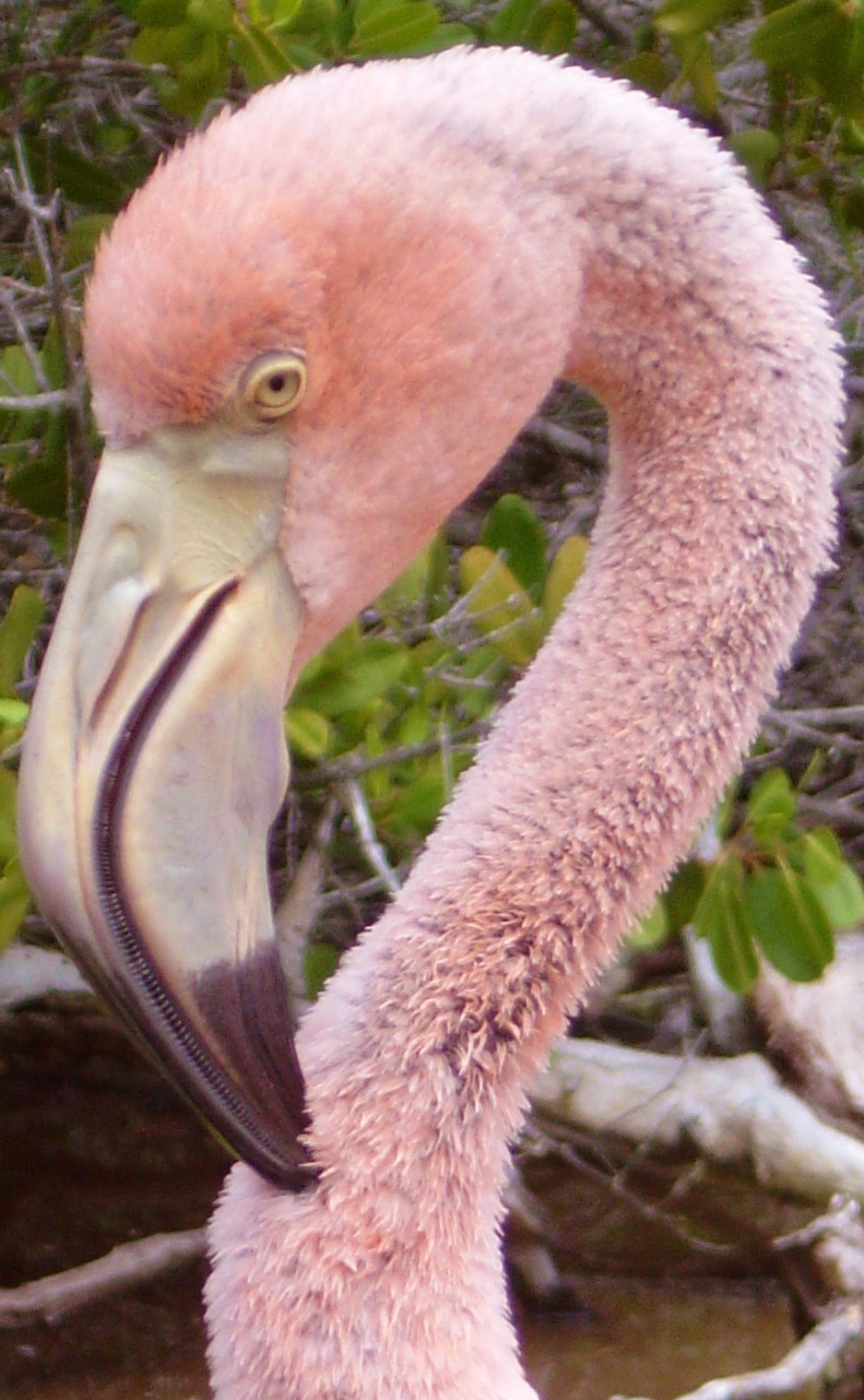 Galapagos Islands-Greater Flamingo