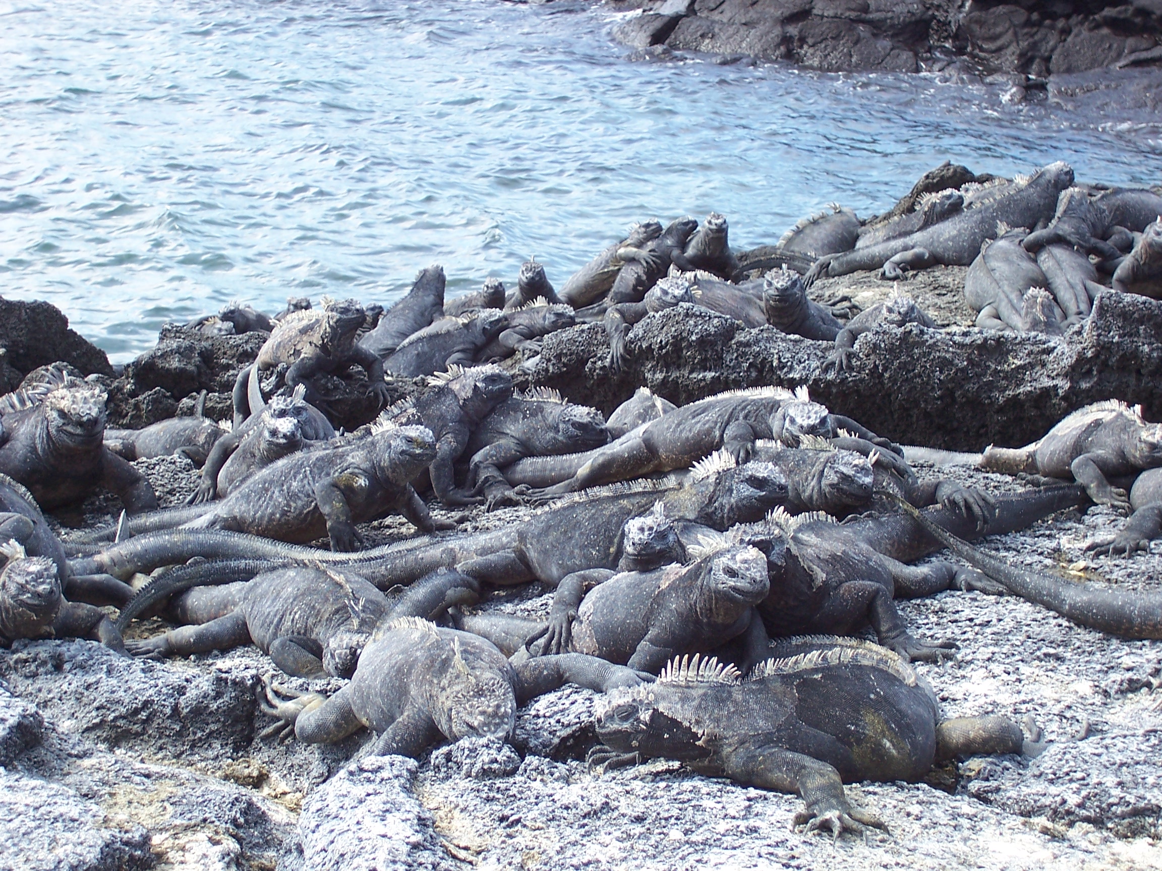 Marine Iguanas Galapagos Islands Ecuador