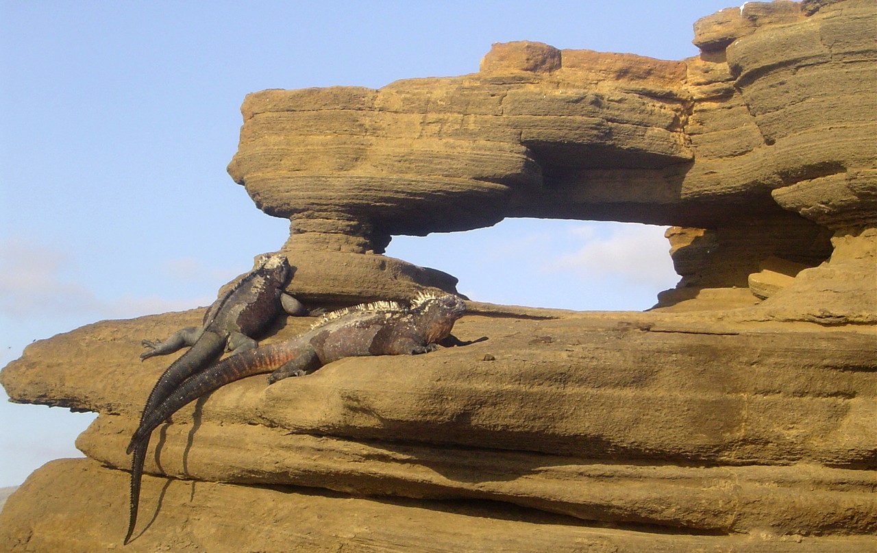 Galapagos Islands-Marine Iguana's sunning