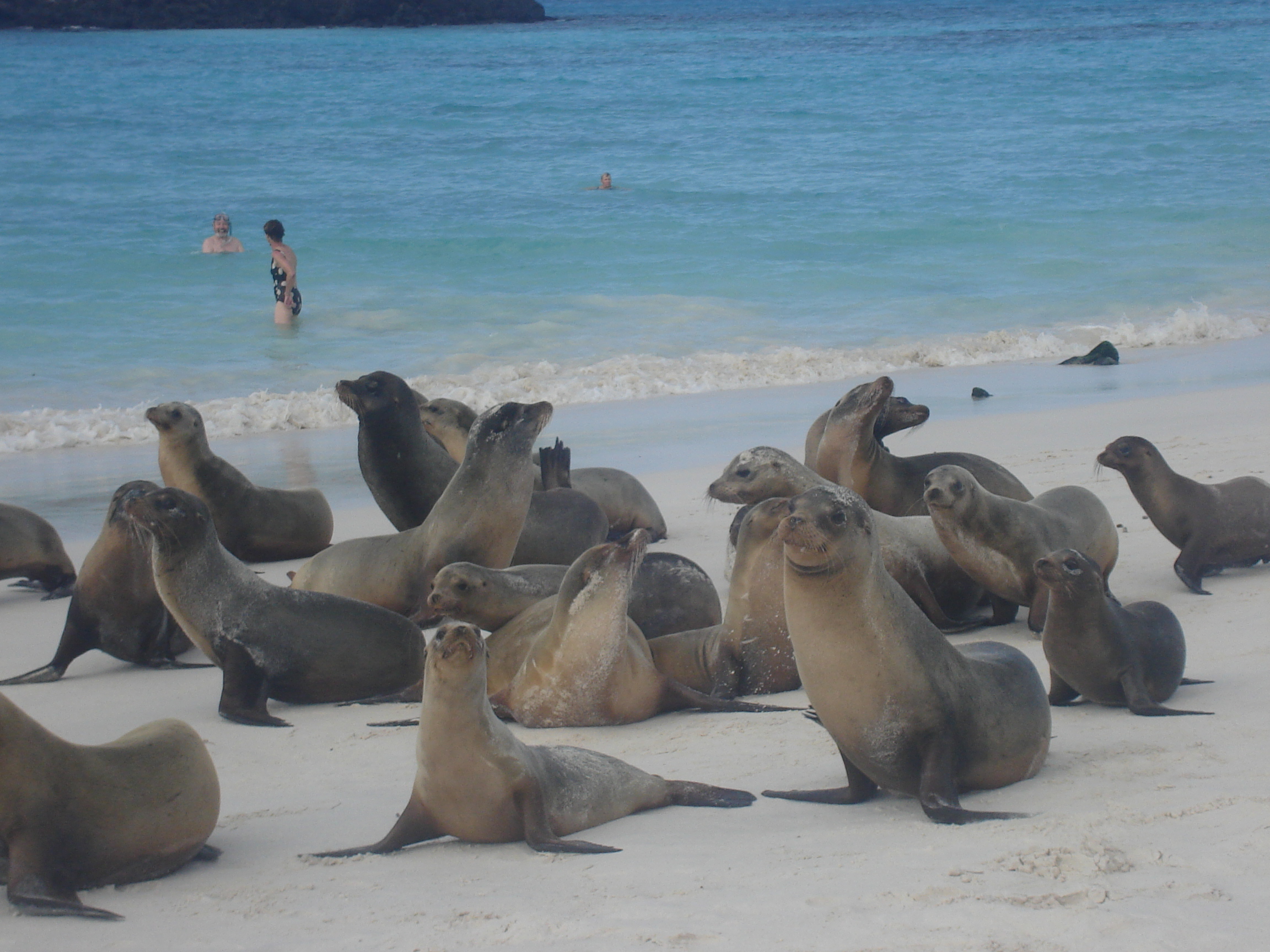 Galapagos Islands-Sea Lion Colony