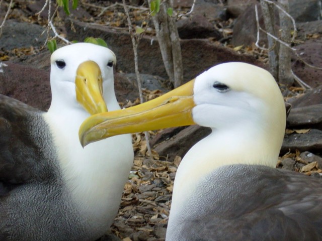 Galapagos Islands-Waved Albatross