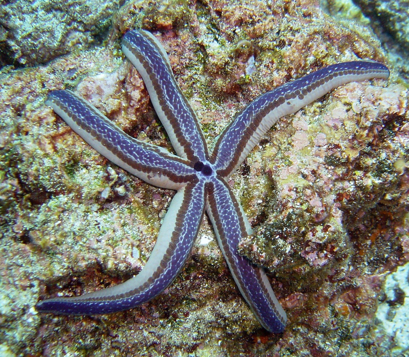 Galapagos Islands Starfish