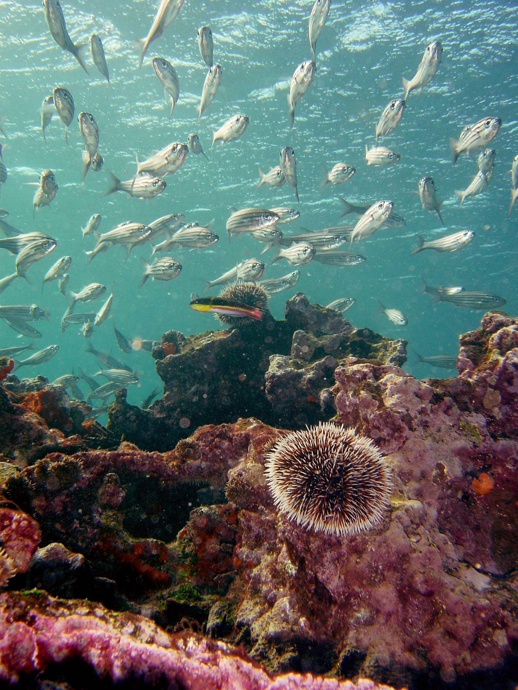 Galapagos Islands Underwater scenery