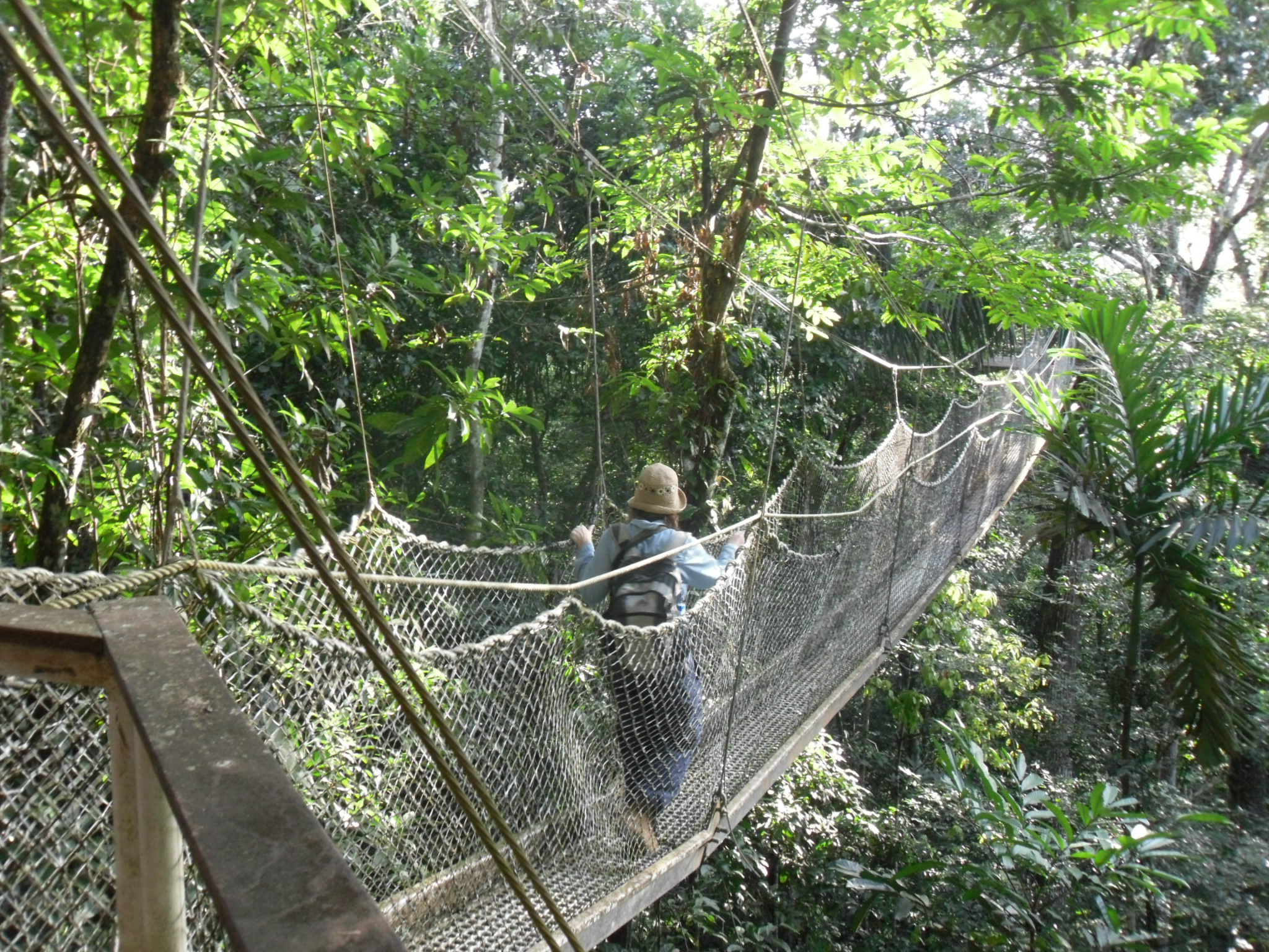 Atta Rainforest Lodge Canopy Walkway Guyana