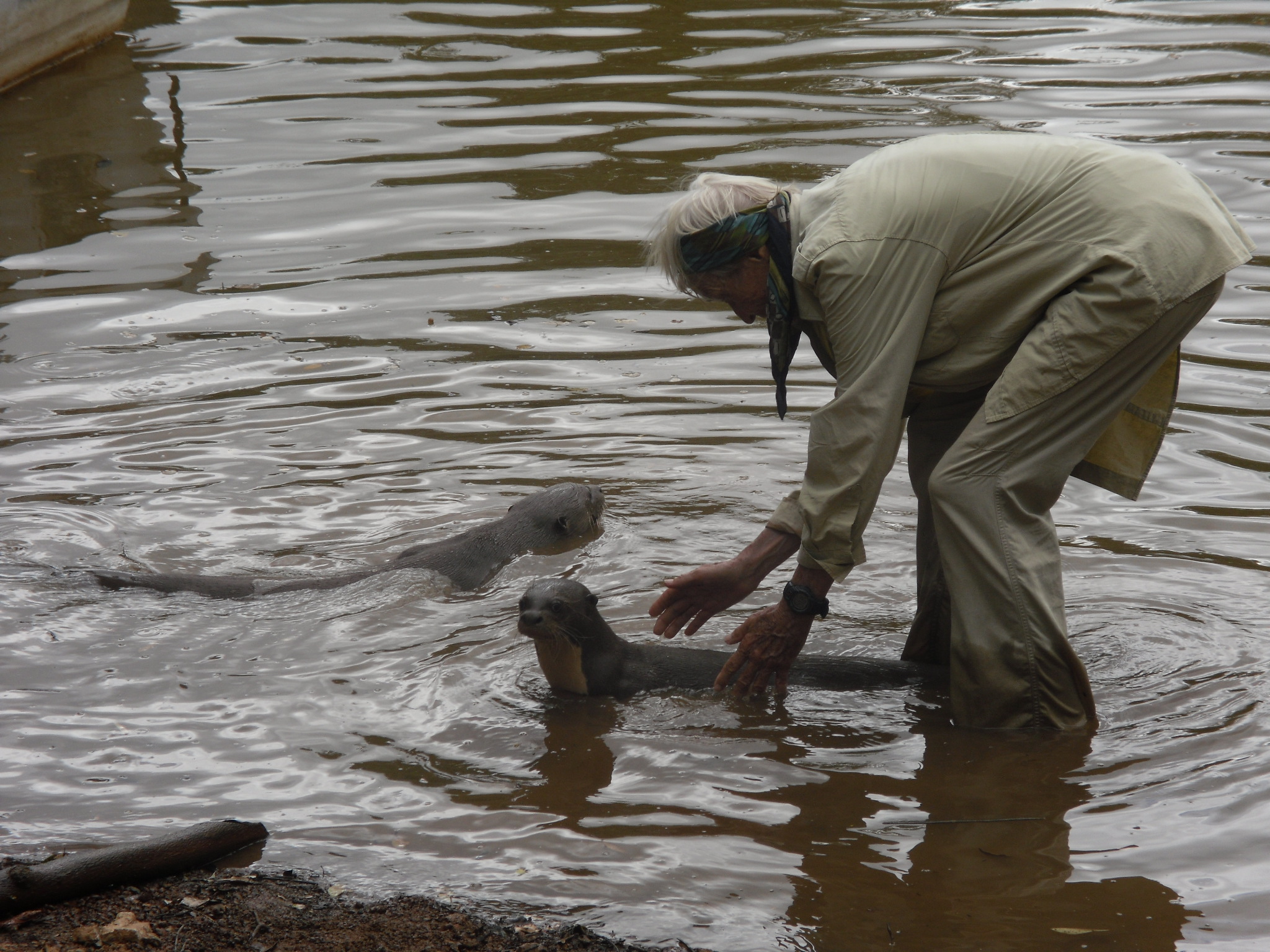 Diane McTurk with Giant River Otters Karanambu Lodge Guyana