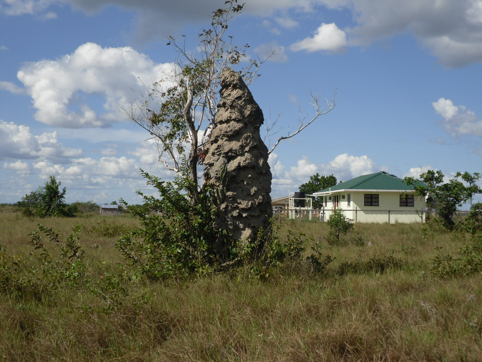 Giant Termite Nest in  the Savannahs of Guyana