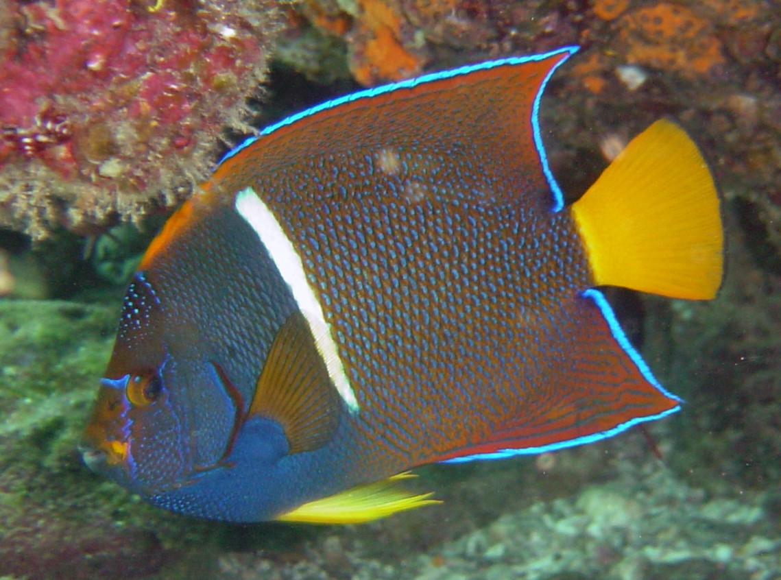King Angelfish Galapagos Islands