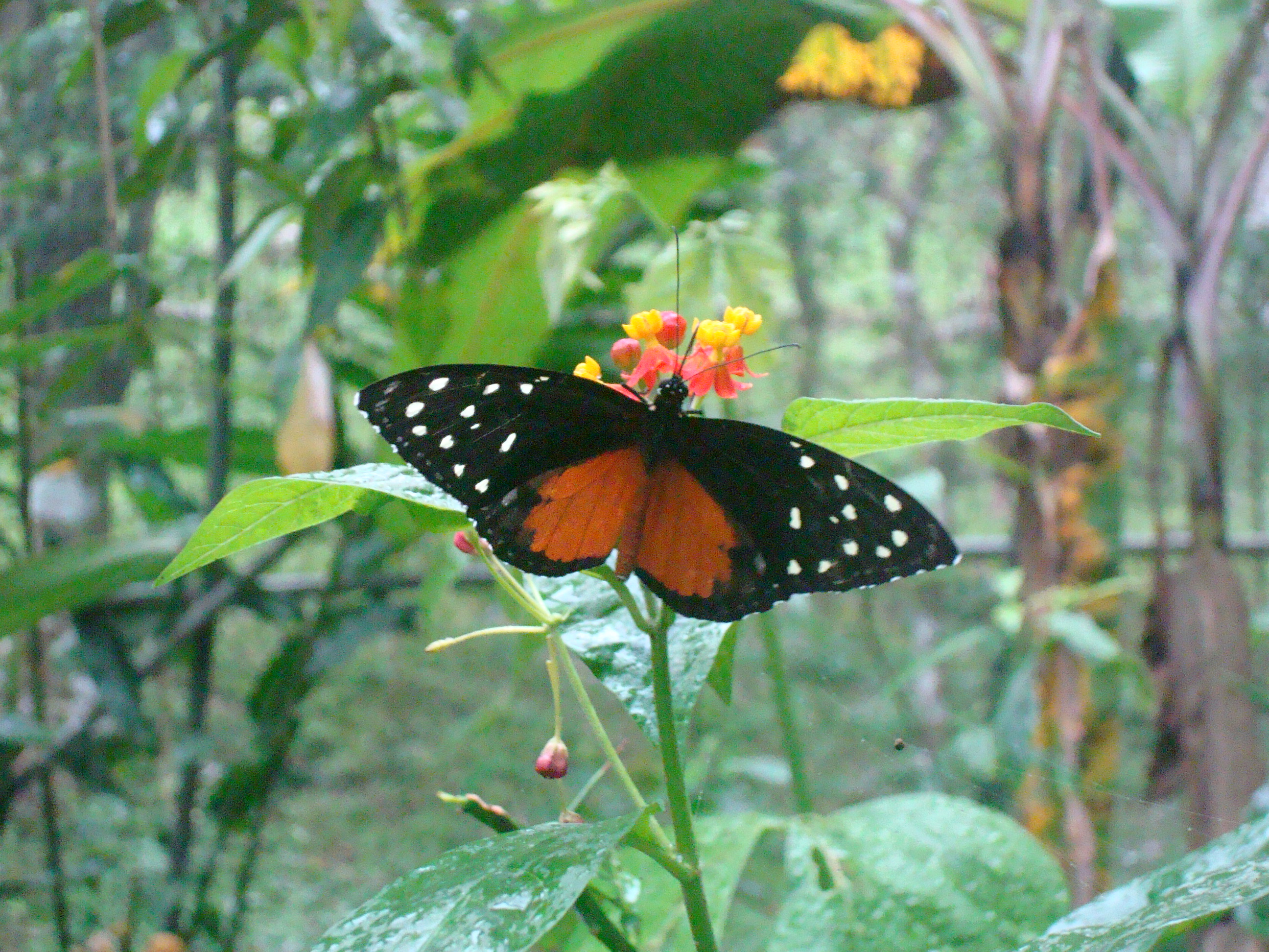 Butterflies of Nicaragua