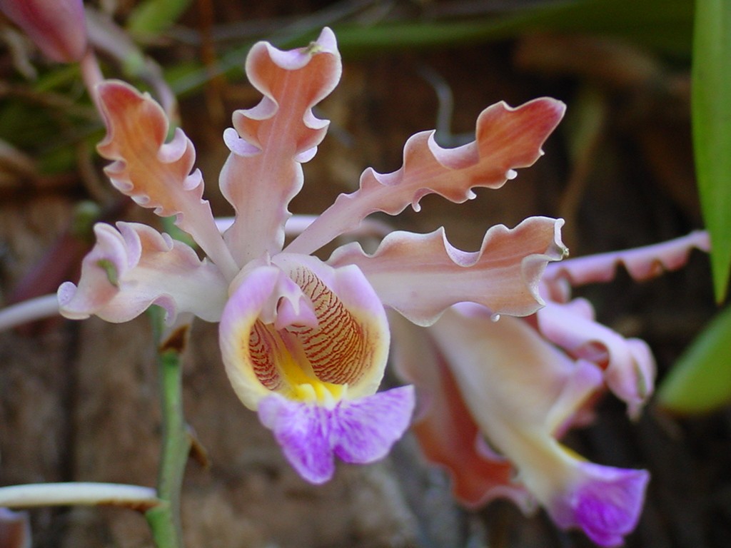 Orchids of Nicaragua