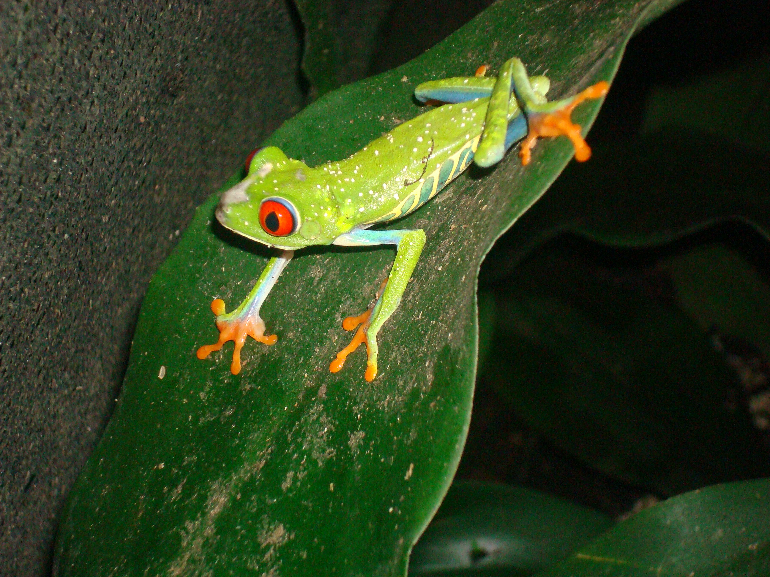 Red Eyed Tree Frog Mombacho Volcano Nicaragua
