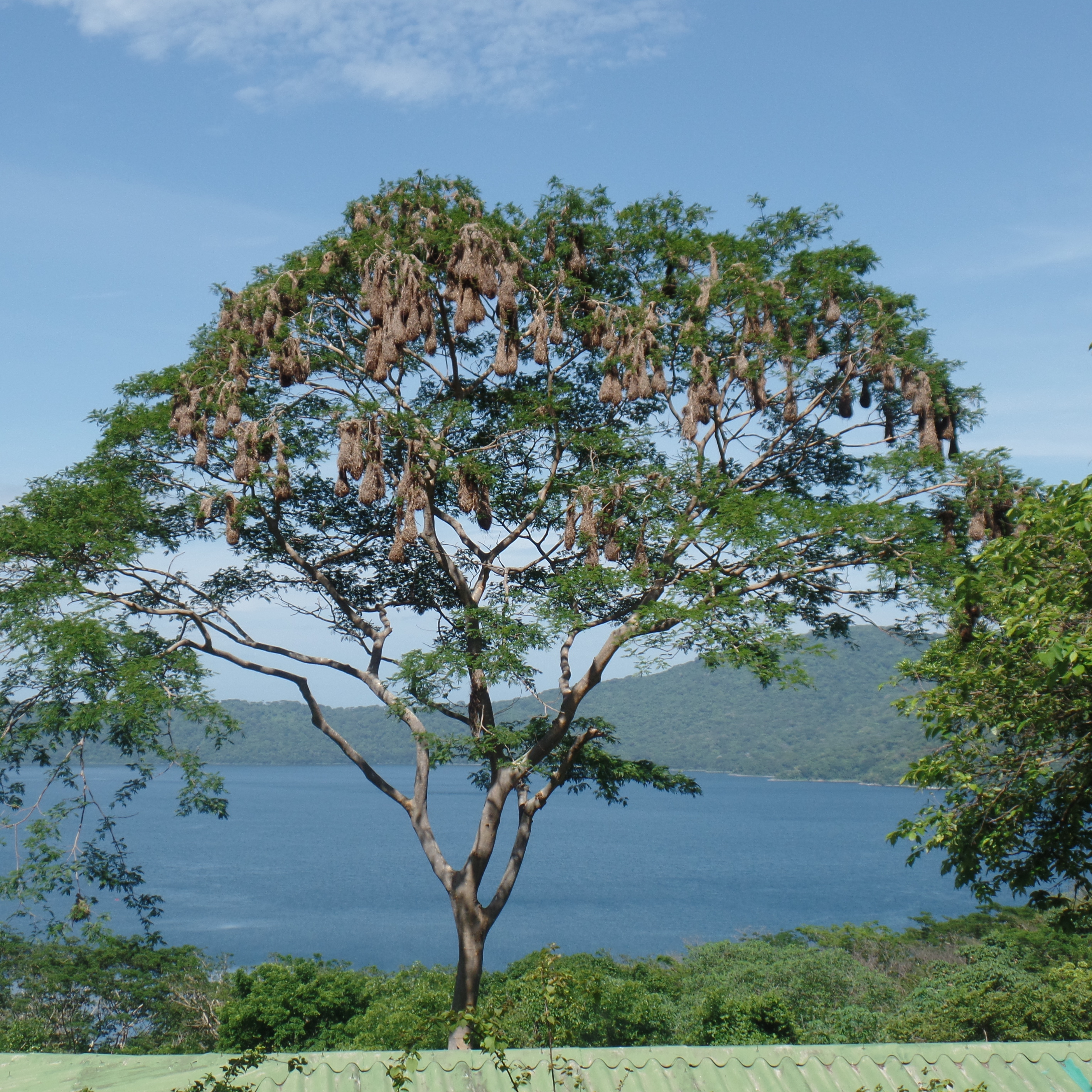 Oropendula nests above Apoyo Lagoon Nicaragua