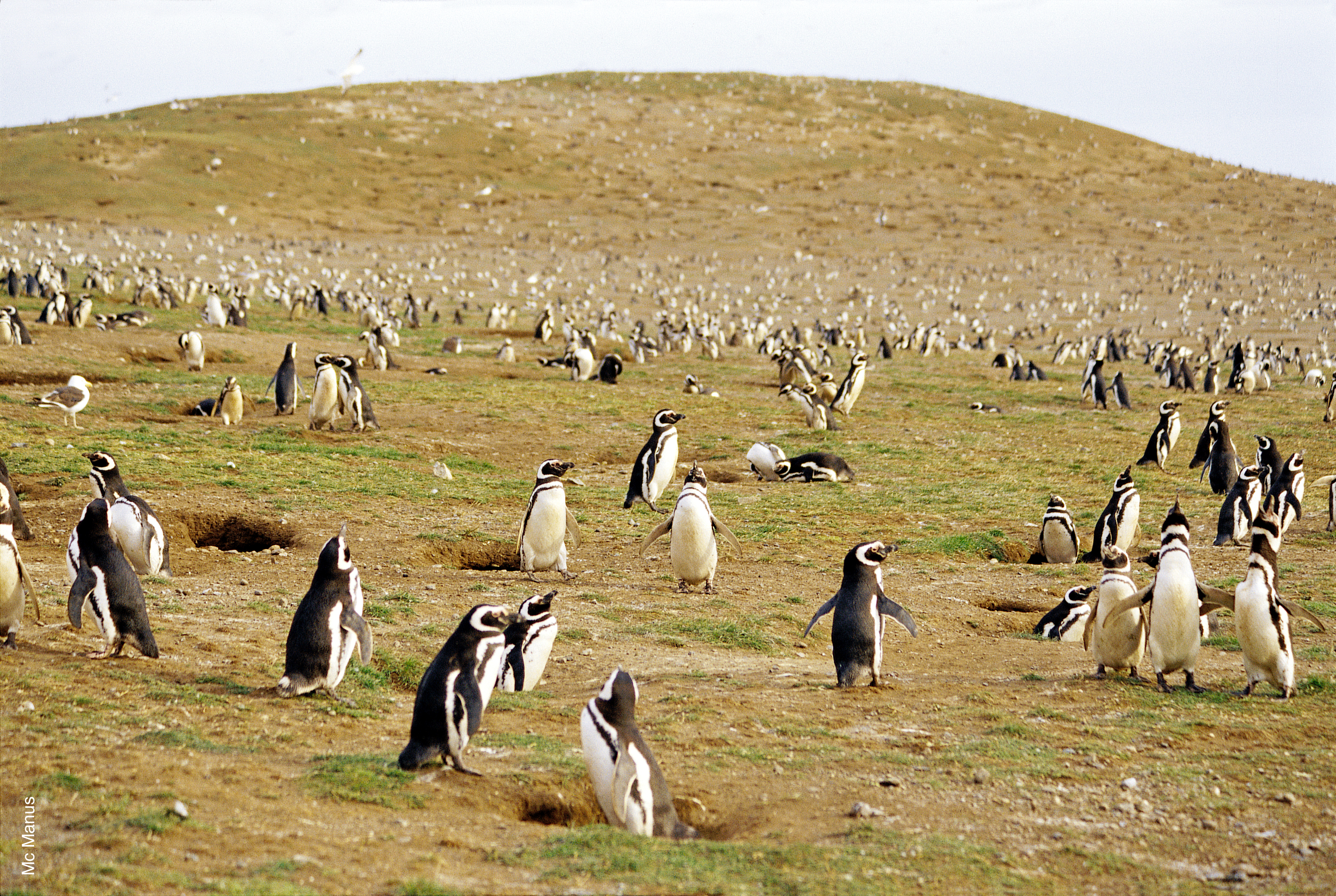 Penguin Colony Chile