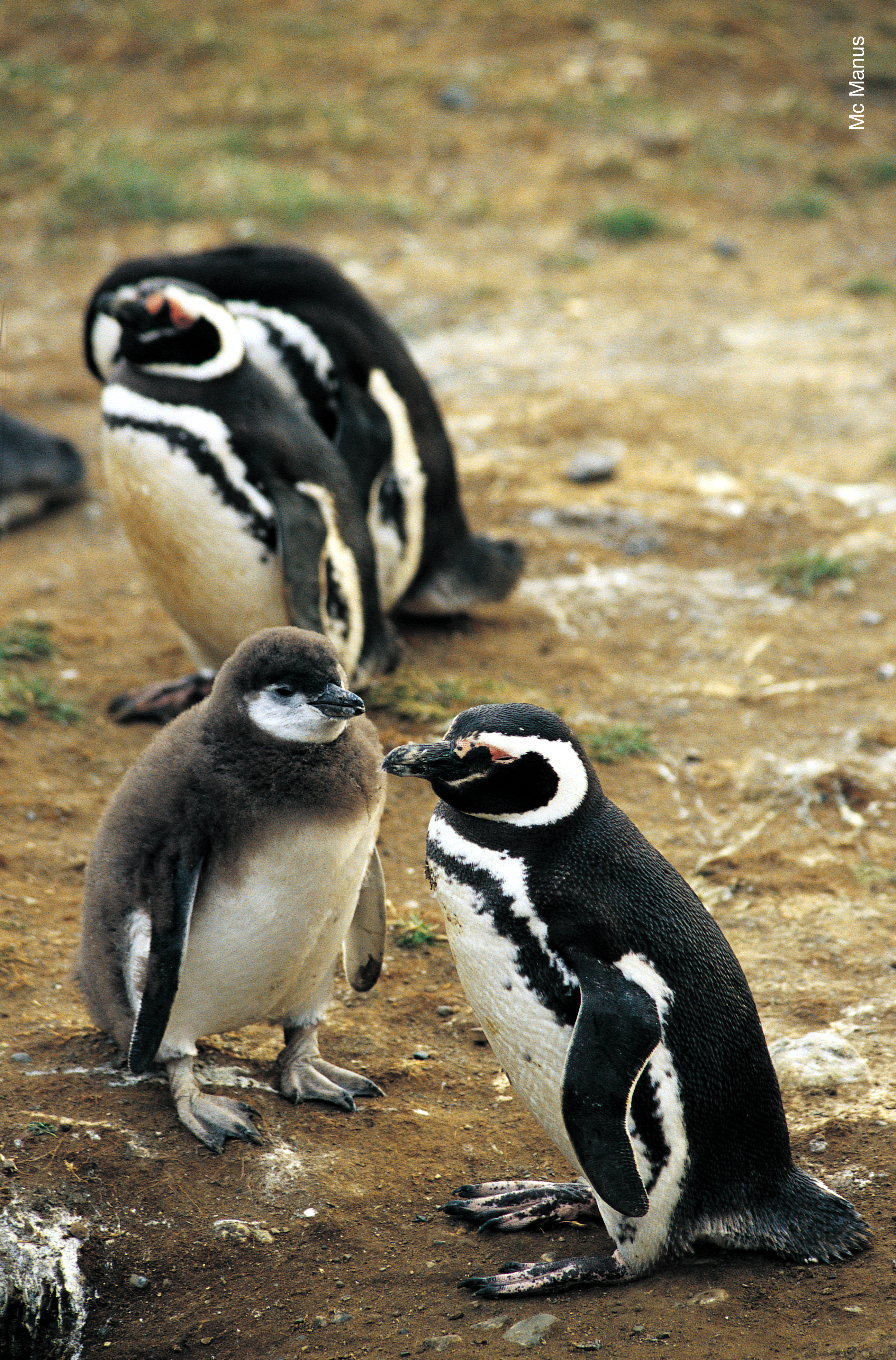 Penguin family Chile