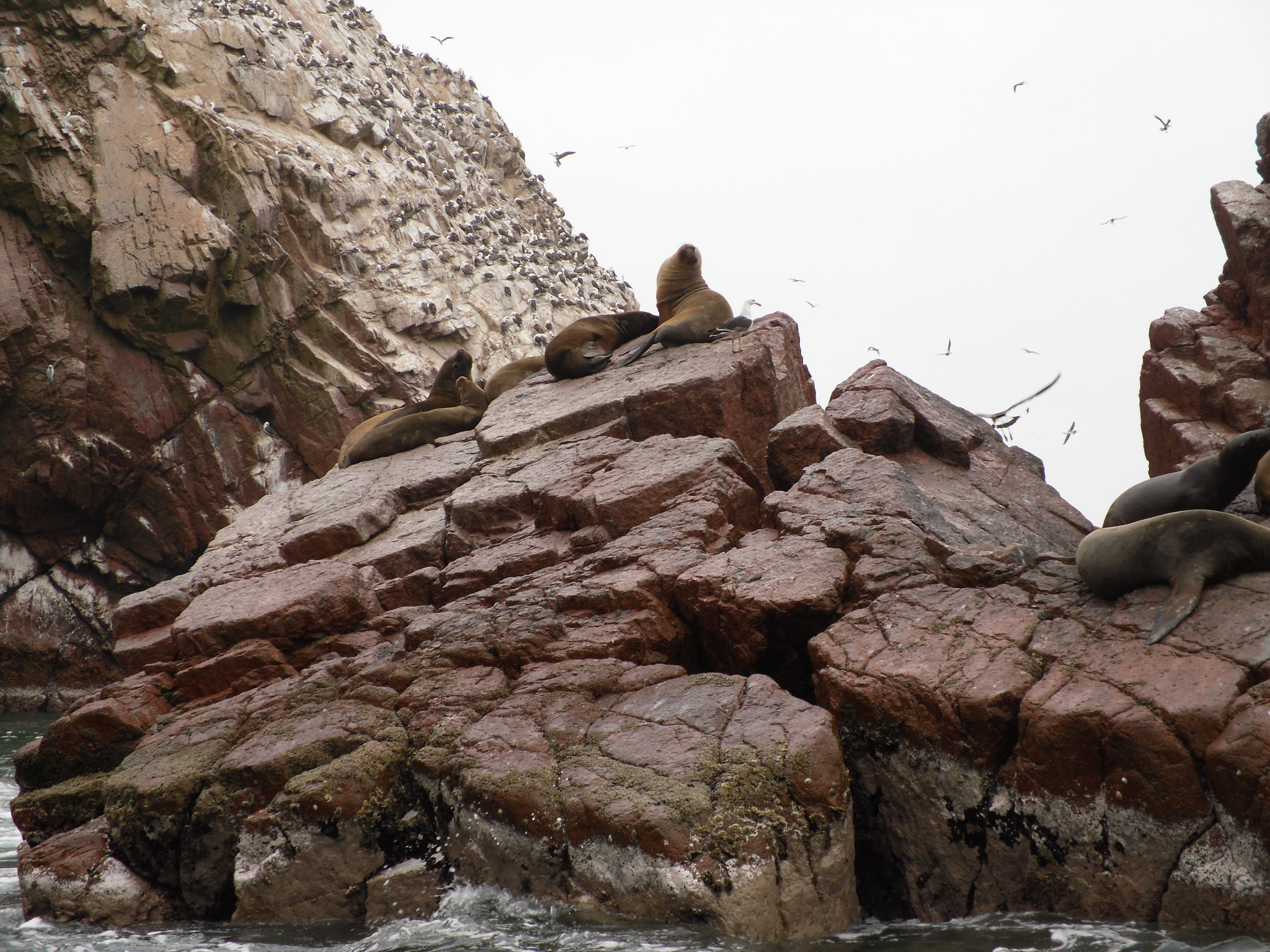 Ballestas Islands Sea Lions reached from Paracas Peru