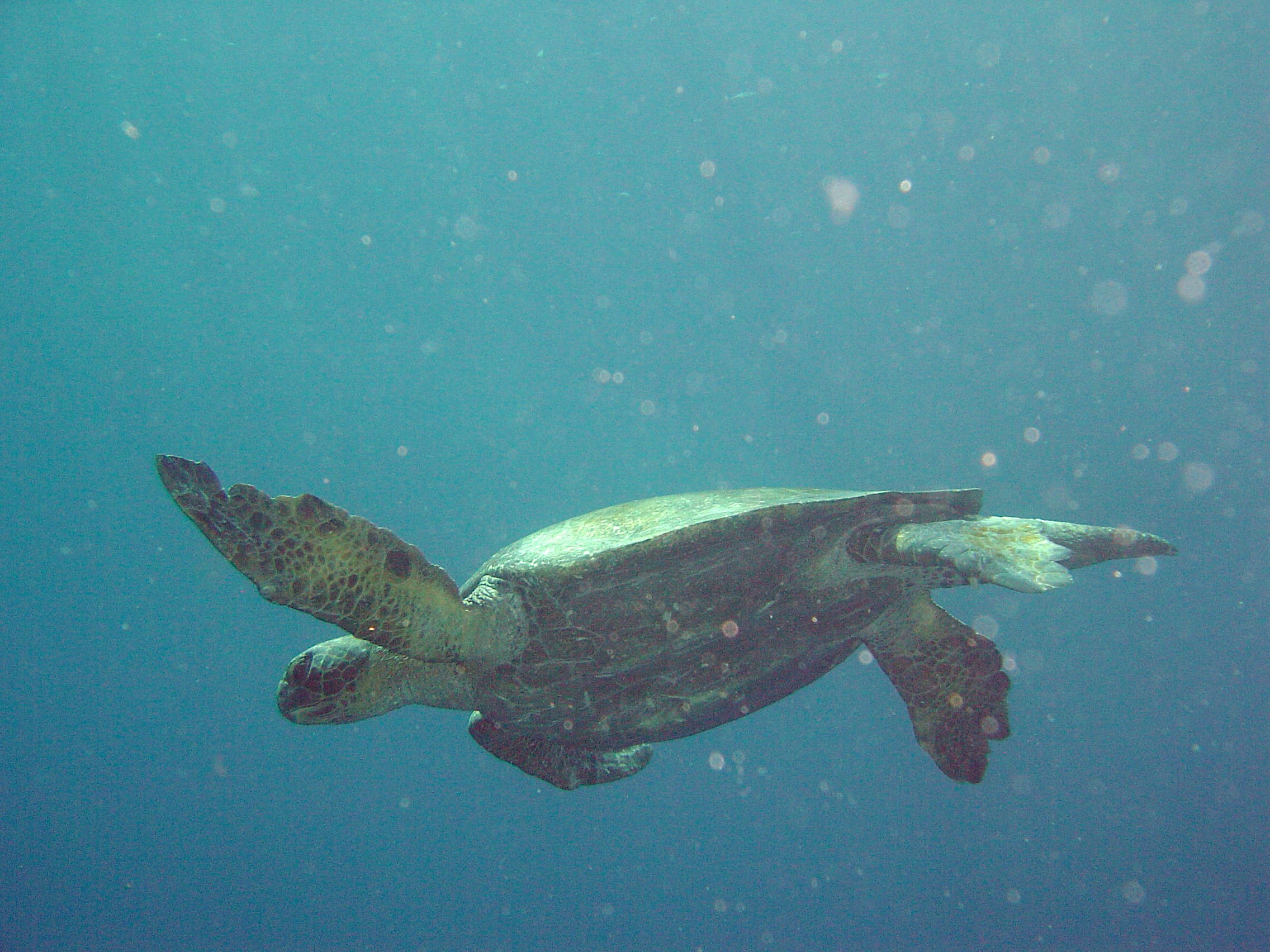 Sea turtle in the Galapagos Islands