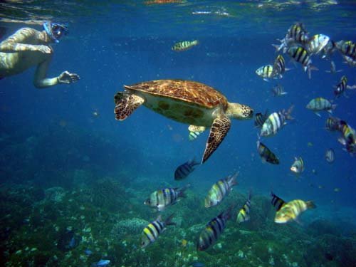 Belize Snorkeling with Sea Turtles