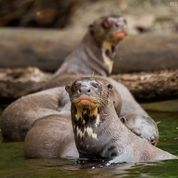 Giant River Otters