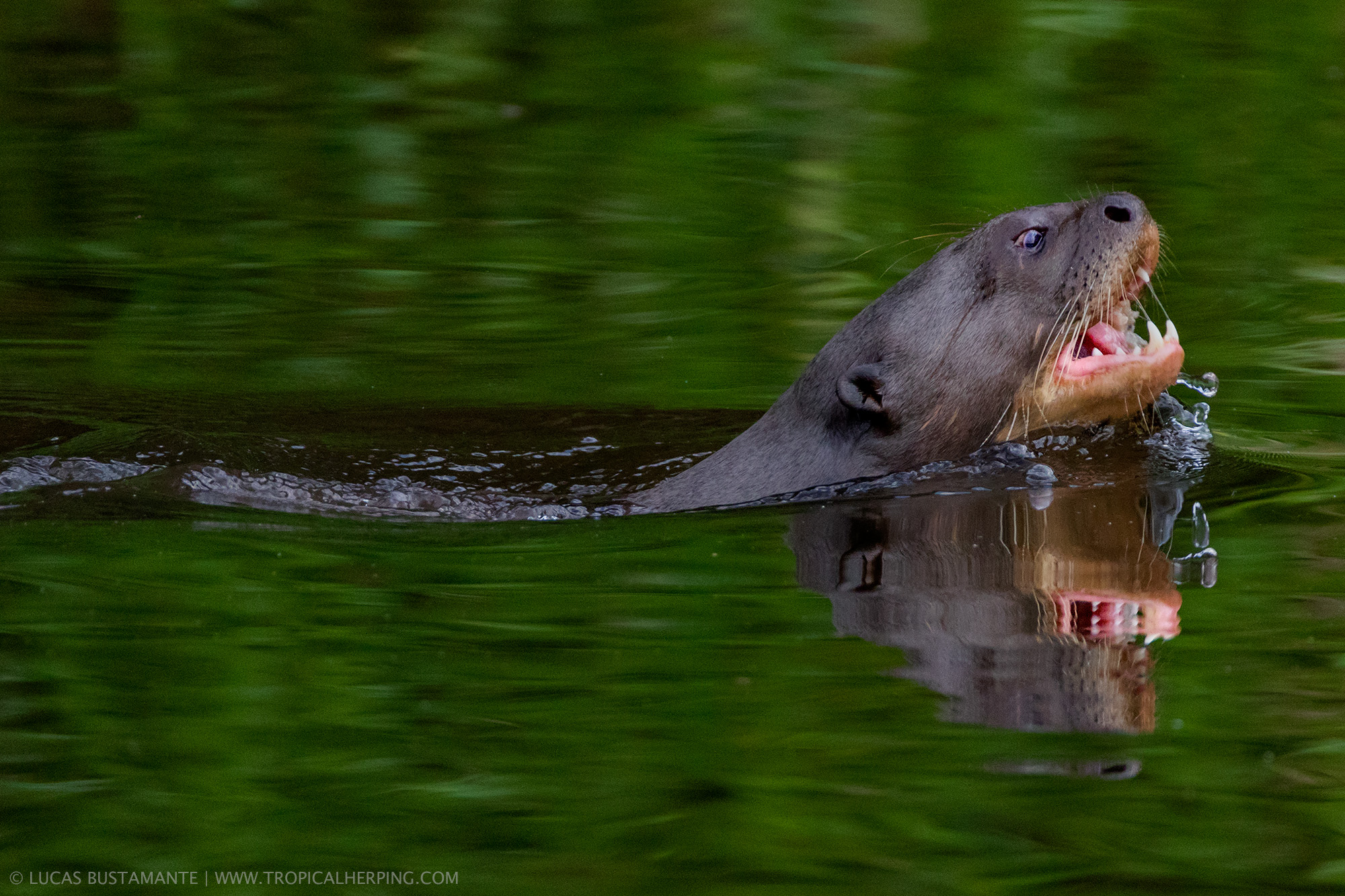 Napo-Wildlife-Center-Giant-River-Otter