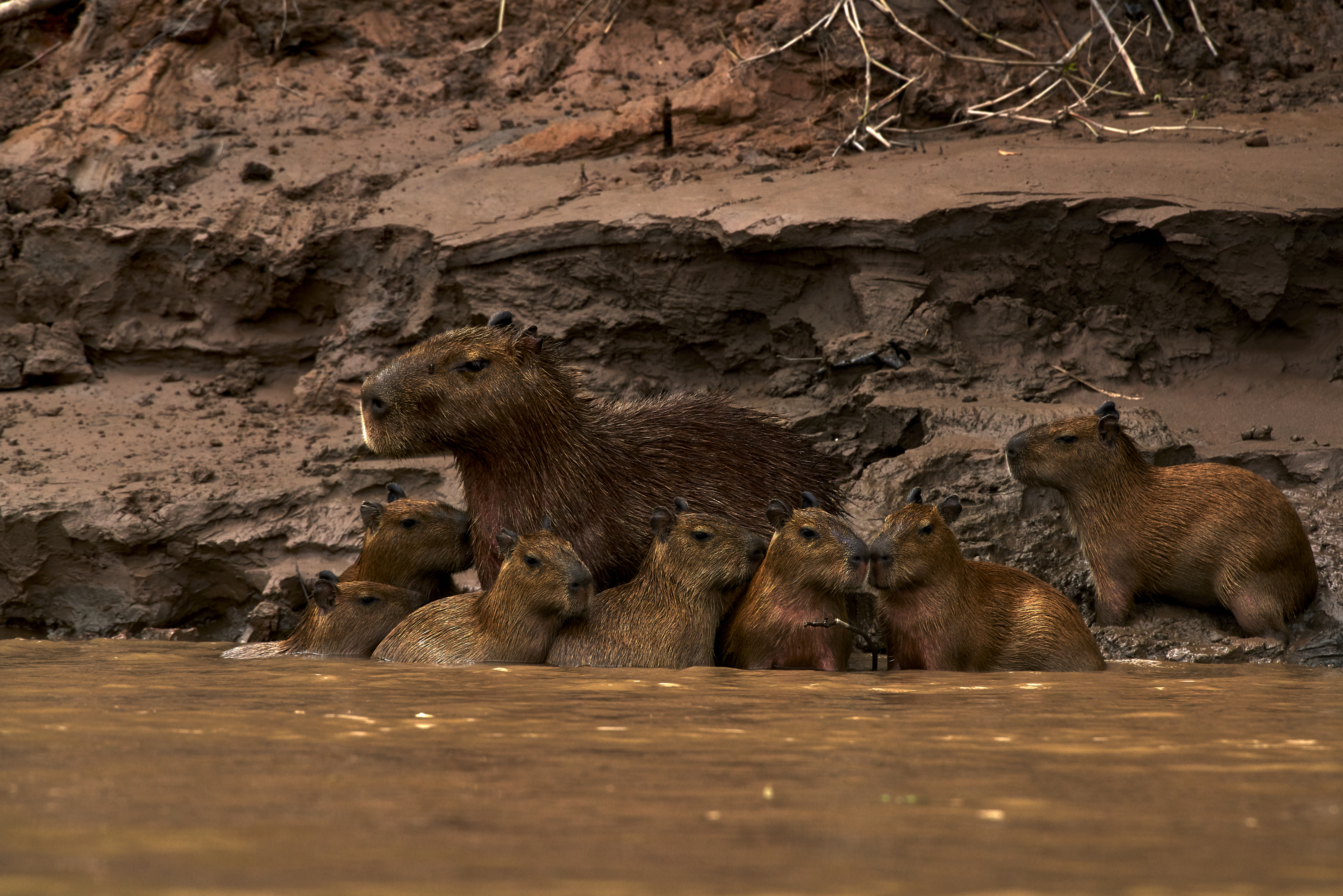 TRC Capybara Family