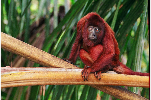 TRC Peru monkey