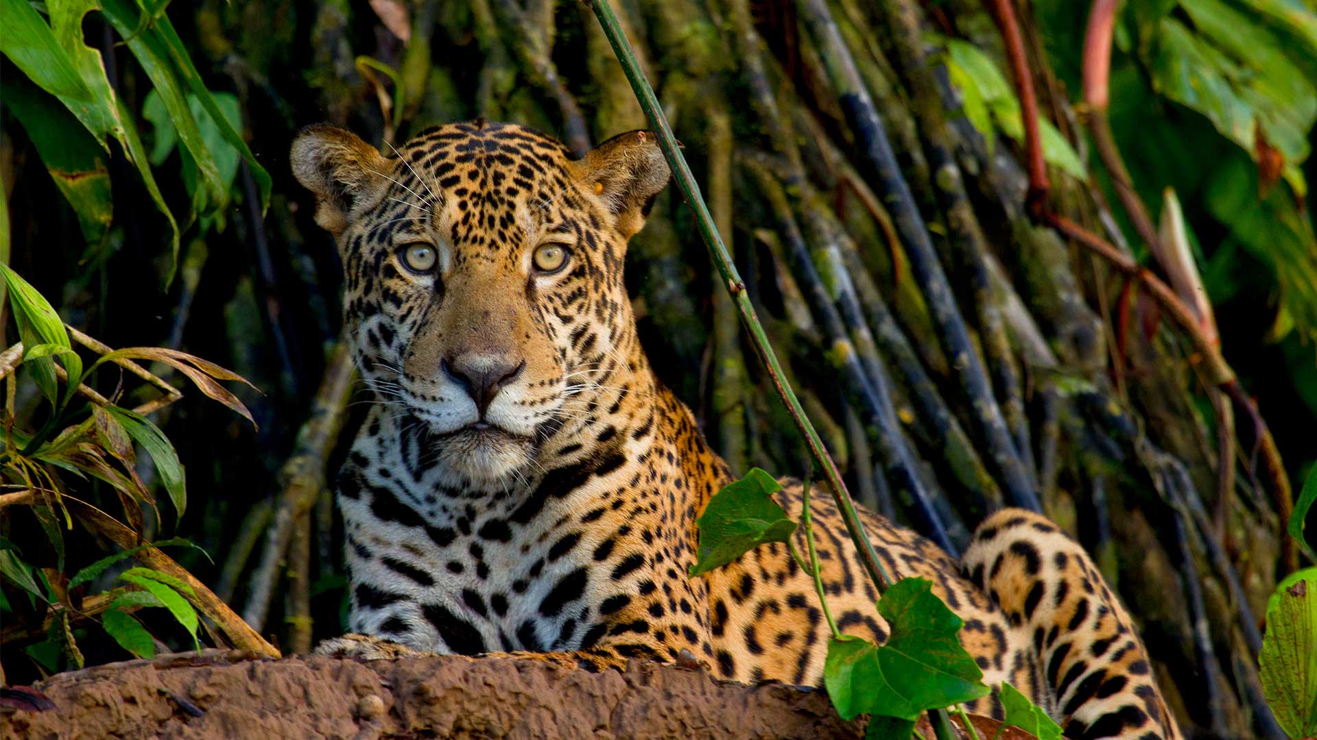 Tambopata Research Center Jaguar