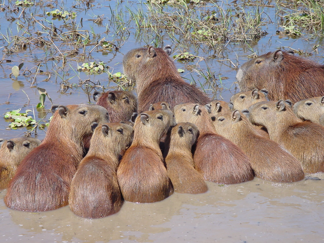 Venezuela Capybara family
