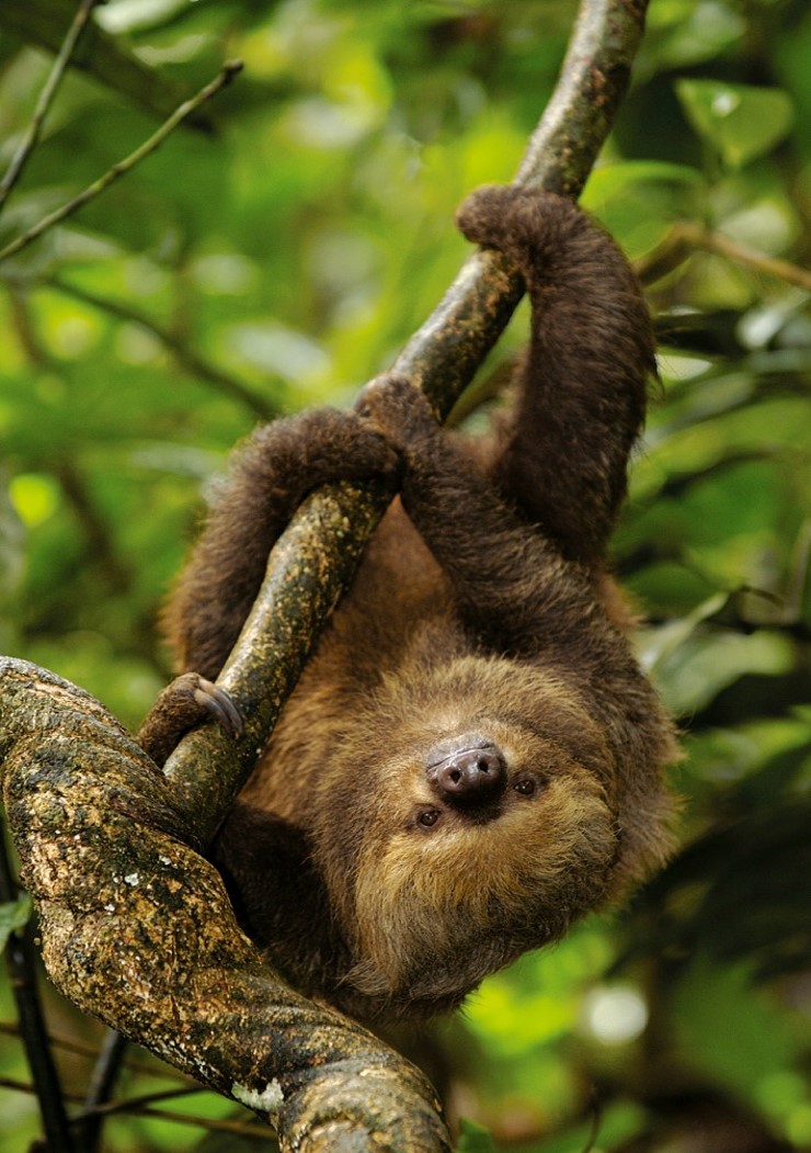 Sacha Lodge sloth
