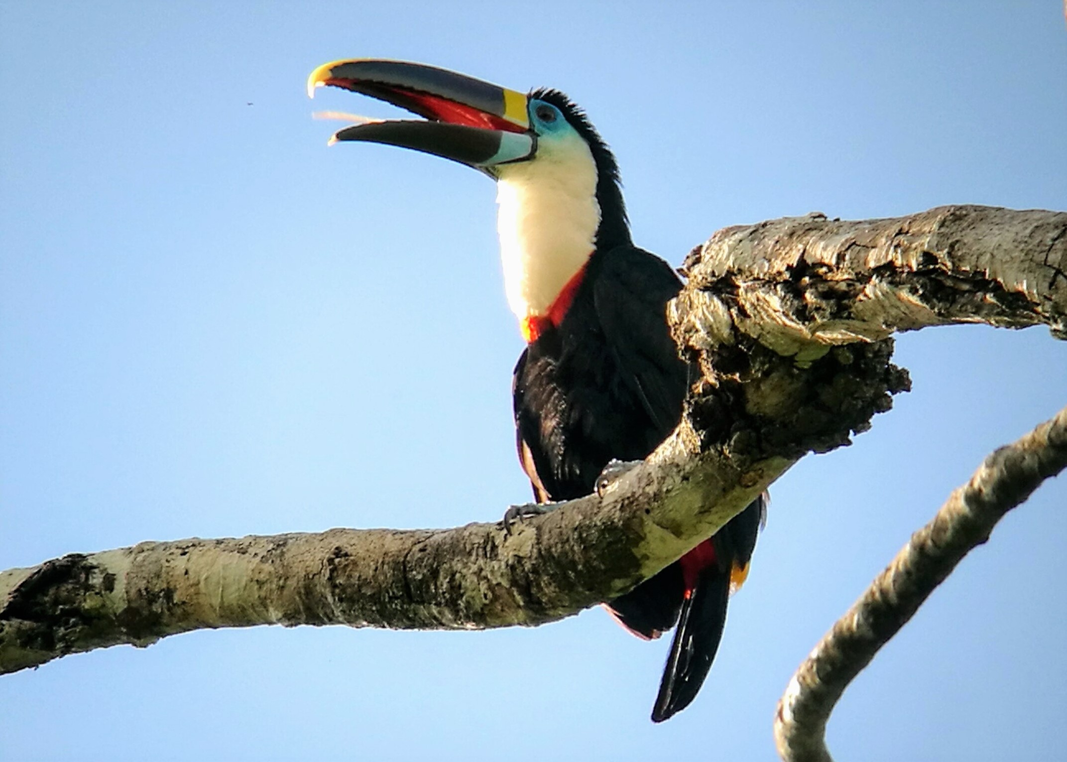 Posada Amazonas birdwatching